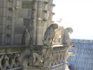 PICTURES/Paris - The Towers of Notre Dame/t_Zoo gargoyles2.jpg